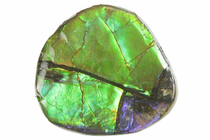 Flashy Ammolite (Fossil Ammonite Shell) - Purples & Greens #357540
